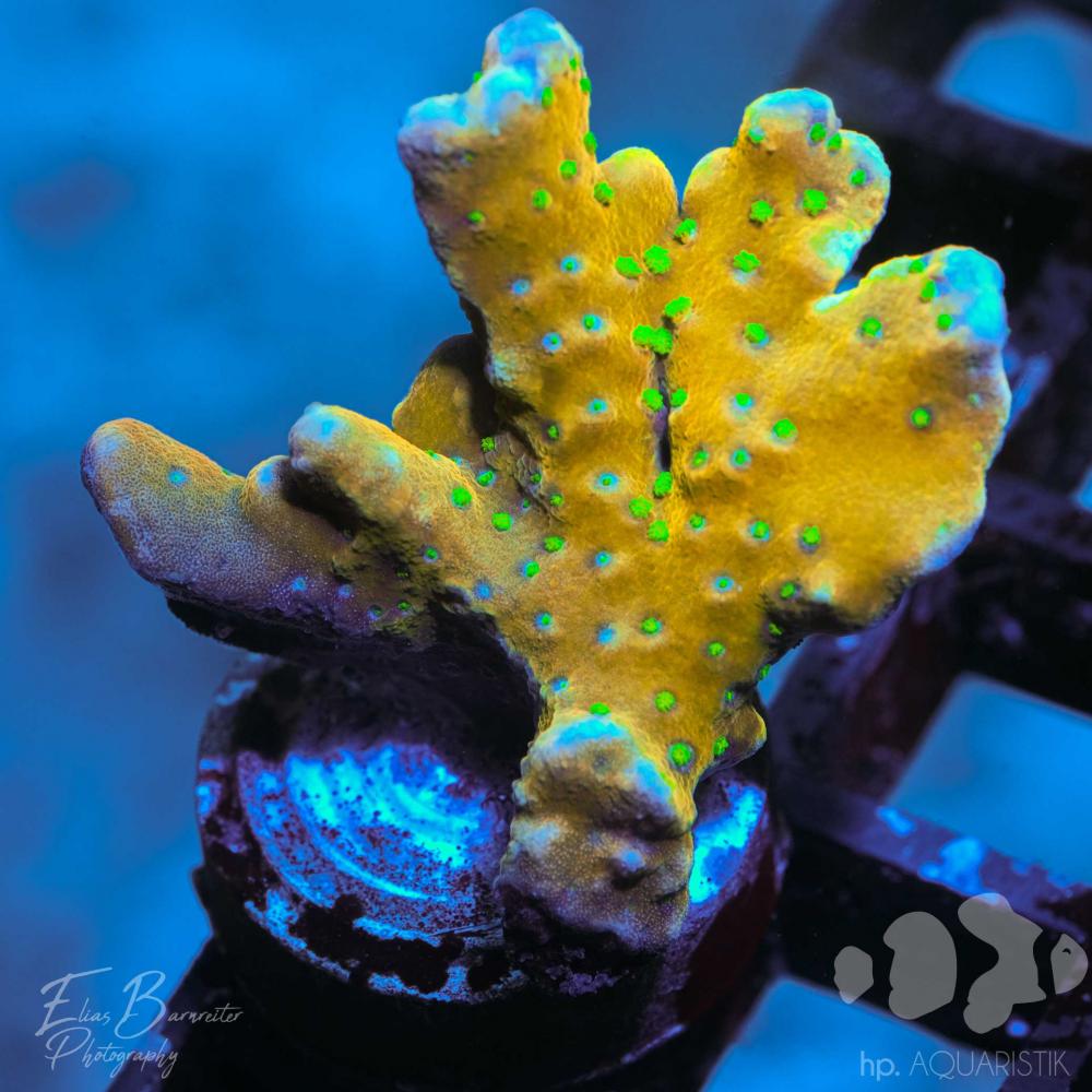 Anacropora Tropicana